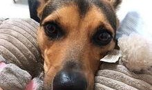 爆料狗带媳妇的视频大全,甜蜜瞬间尽收眼底